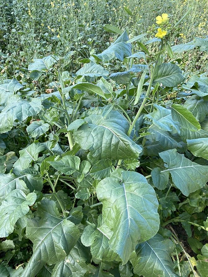 Hale Habitat & Seed Rapeseed Food Plot Seed (50 lb Bulk)
