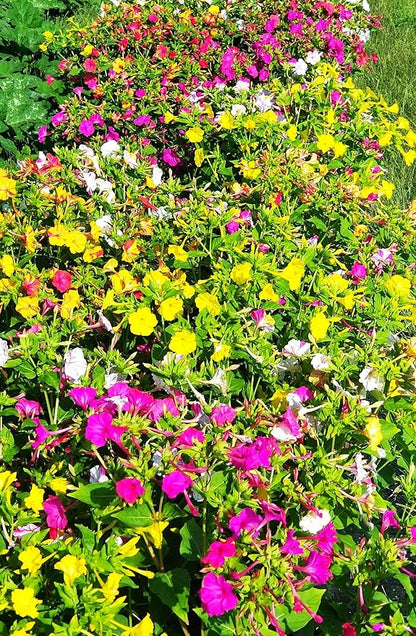 TomorrowSeeds - Marvel of Peru Four O' Clock Seeds - 100+ Count - for 2026 Planting Color Changing USA Garden Flower Broken Transform Pink White Yellow Rose Leaf Grow Your Own Home Farm Patio Healthy