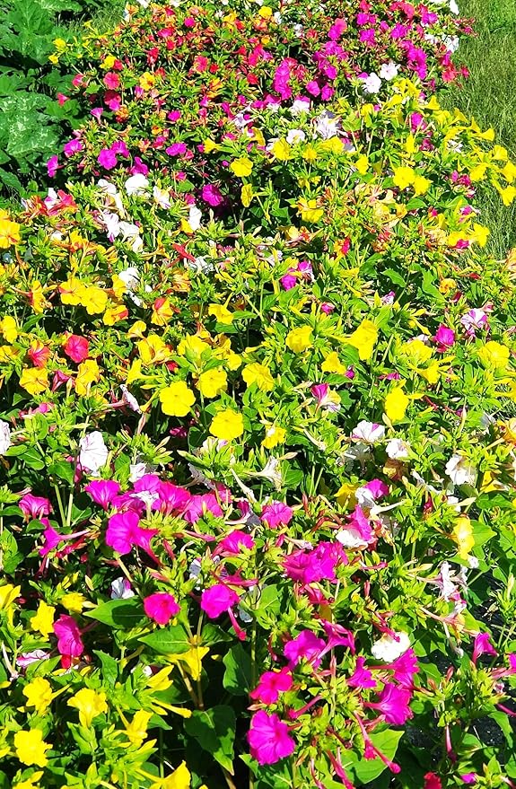 TomorrowSeeds - Marvel of Peru Four O' Clock Seeds - 300+ Count - for 2026 Planting Color Changing USA Garden Flower Broken Transform Pink White Yellow Rose Leaf Grow Your Own Home Farm Patio Healthy
