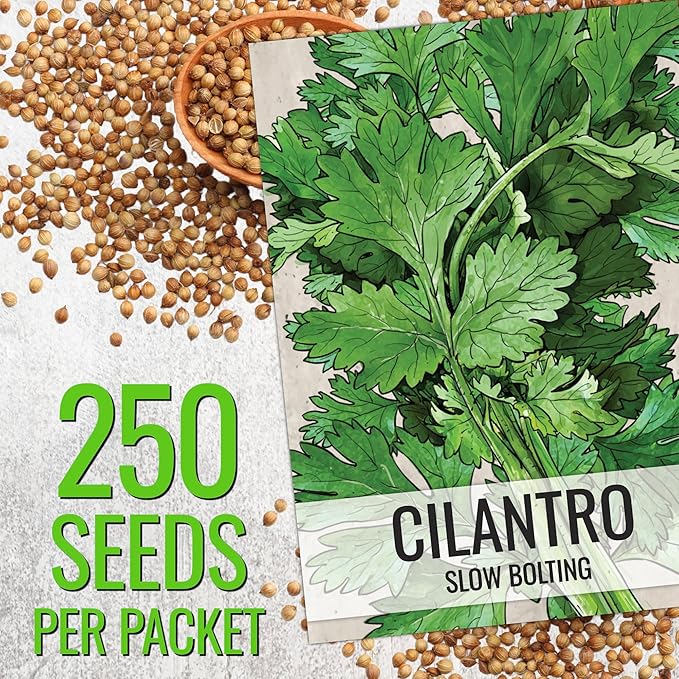 Seed Needs Cilantro Seeds for Planting Coriander Kitchen Herbs - Non-GMO Heirloom & Untreated - Grow a Home Grown Herb Garden Indoors or Outdoors (5 Packs)