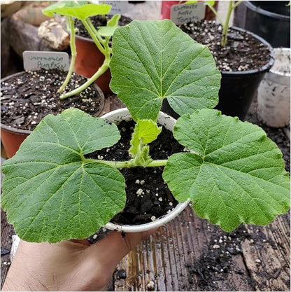 Seed Needs Connecticut Field Pumpkin Seeds for Planting | 1 Ounce Cucurbita Pepo Heirloom Vegetable Seeds Non GMO | American Field Favorite Carving Pumpkin | Bulk
