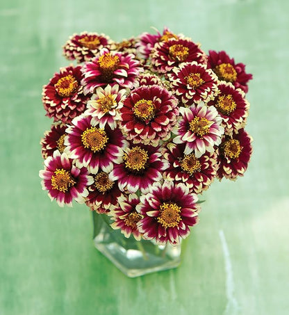 Burpee Color Crackle Zinnia Seeds 50 seeds