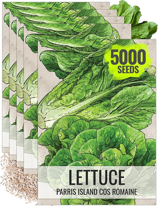 Seed Needs Romaine Lettuce Seeds for Planting Parris Island COS - Non-GMO Heirloom & Untreated Annual Cool Weather Crops - Grow a Home Grown Outdoor Vegetable Garden (5 Packs)