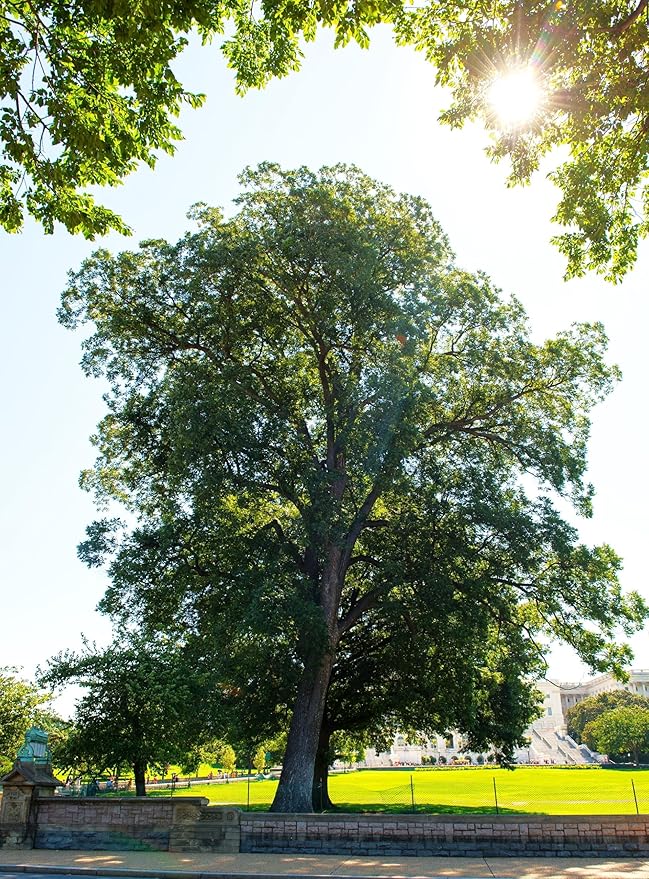 TomorrowSeeds - Pecan Tree Seeds - 18+ Count - for 2026 Planting Carya Illinoensis Illinois Nut Pecans Buttery Edible Texas American Hickory Native Perennial Trees Grow Your Own Home Farm Patio