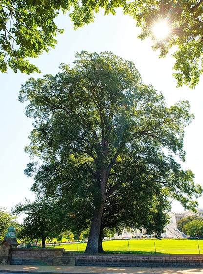 TomorrowSeeds - Pecan Tree Seeds - 18+ Count - for 2026 Planting Carya Illinoensis Illinois Nut Pecans Buttery Edible Texas American Hickory Native Perennial Trees Grow Your Own Home Farm Patio
