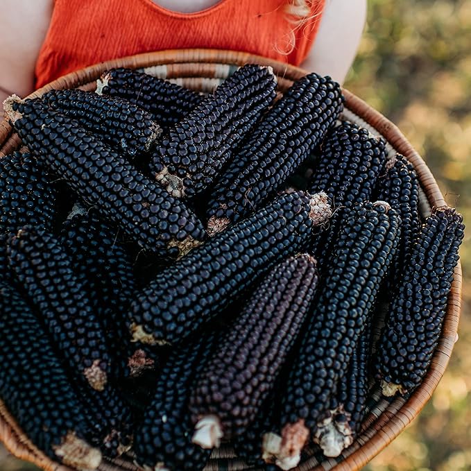 Dakota Black Popcorn - 50 Seeds - Heirloom & Open-Pollinated Variety, USA-Grown, Non-GMO Popcorn Seeds for Planting Outdoors in The Home Garden, Thresh Seed Company
