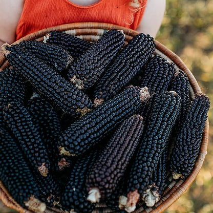 Dakota Black Popcorn - 50 Seeds - Heirloom & Open-Pollinated Variety, USA-Grown, Non-GMO Popcorn Seeds for Planting Outdoors in The Home Garden, Thresh Seed Company