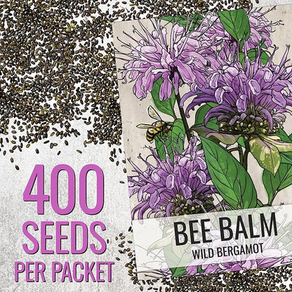 Seed Needs Bee Balm Seeds for Planting Wild Bergamot - Heirloom & Open Pollinated Perennial Flowers to Grow a Butterfly Garden to Attract Bees, Butterflies & Other Pollinators (10 Packs)