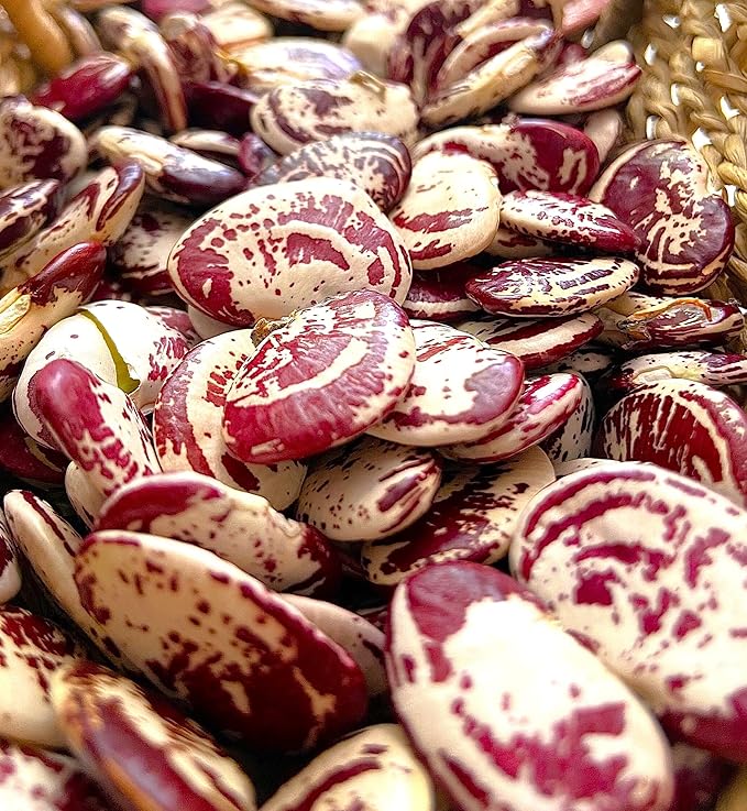 TomorrowSeeds - Christmas Lima Bean (Pole) Seeds - 60+ Count - for 2026 Planting Red Speckled Large Pods Heat Tolerant Chestnut Calico Cranberry Butter Green Vegetable Grow Your Own Home Farm Patio