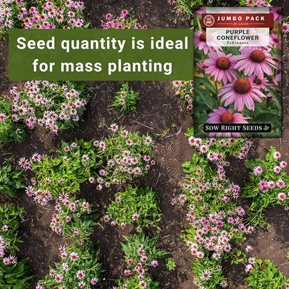 Sow Right Seeds - Bulk Purple Coneflower Echinacea Flower Seeds for Planting - 20 Grams, 5500 Seeds - Non-GMO Heirloom Jumbo Pack with Instructions to Plant an Herbal Tea Garden - for Pollinators
