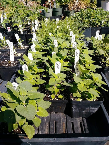 Gaea's Blessing Seeds - Catnip Seeds - Non-GMO Heirloom Seeds Nepata Cataria Open-Pollinated - with Easy to Follow Instructions - 90% Germination Rate Net Wt. 1.1g (Single Pack)
