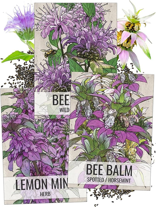 Seed Needs Bee Balm Seeds for Planting a Collection of Monarda Flowers - Heirloom & Open Pollinated Flower Seed to Plant an Outdoor Butterfly Garden (Includes Wild Bergamot, Horsemint & Lemon Mint)