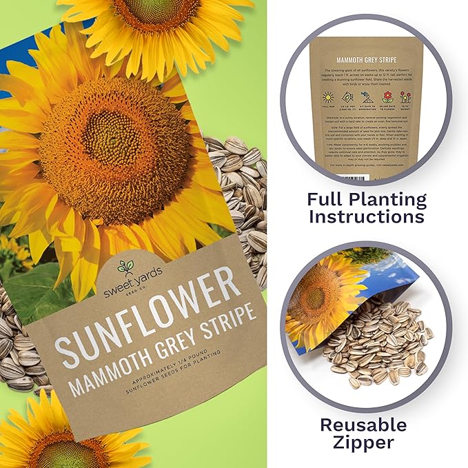 Mammoth Grey Stripe Sunflower Seeds for Planting – Bulk Quarter Pound Bag – Over 1,000 Open Pollinated Non-GMO Seeds – Helianthus annus