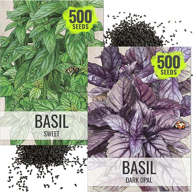 Seed Needs Genovese Basil/Dark Opal Basil Seeds for Planting Fresh Kitchen Herbs - Non-GMO Heirloom & Untreated Annual Herb Seed to Plant a Culinary Garden Indoors or Outdoors