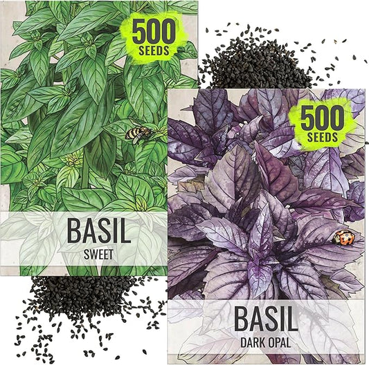 Seed Needs Genovese Basil/Dark Opal Basil Seeds for Planting Fresh Kitchen Herbs - Non-GMO Heirloom & Untreated Annual Herb Seed to Plant a Culinary Garden Indoors or Outdoors