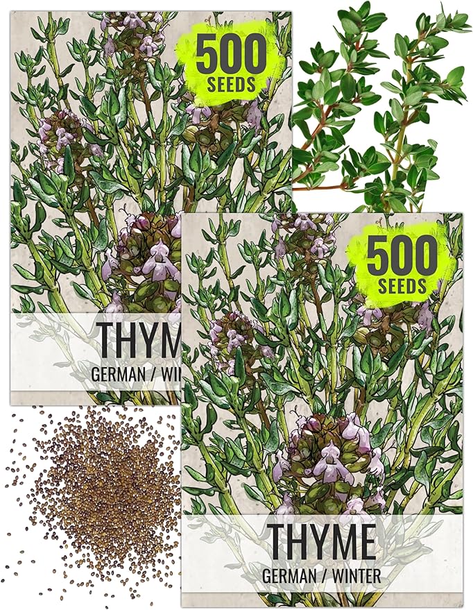 Seed Needs Thyme Seeds for Planting - Non-GMO Heirloom & Untreated Perennial Herb Seed to Plant a Culinary Kitchen Garden Indoors or Outdoors (2 Packs)
