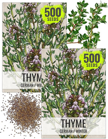 Seed Needs Thyme Seeds for Planting - Non-GMO Heirloom & Untreated Perennial Herb Seed to Plant a Culinary Kitchen Garden Indoors or Outdoors (2 Packs)