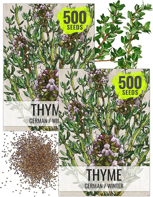 Seed Needs Thyme Seeds for Planting - Non-GMO Heirloom & Untreated Perennial Herb Seed to Plant a Culinary Kitchen Garden Indoors or Outdoors (2 Packs)