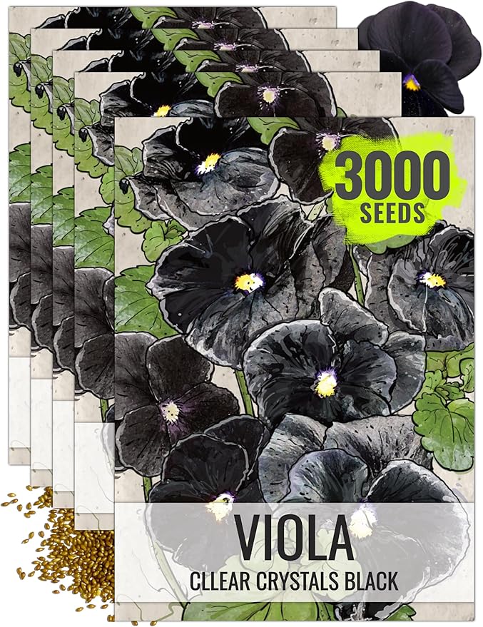 Seed Needs Pansy Seeds for Planting Clear Crystals Black Pansies - Heirloom & Open Pollinated Annual Flower Seed to Plant an Outdoor Gothic Garden (5 Packs)