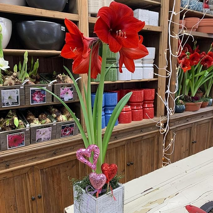 Chalily Amaryllis Potting Soil Perfect Planting Indoor & Outdoor House Tropical Mix Well Draining Houseplant Gardening Dirt Flower Paperwhites Hyacinth Premium Garden Poting (16 qt)