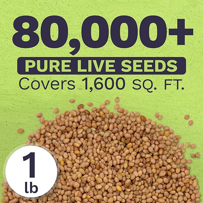 Crimson Clover Seeds for Planting – Bulk 1 Pound Bag – Over 80,000 Open Pollinated Non-GMO Seeds – Trifolium incarnatum