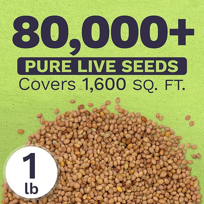 Crimson Clover Seeds for Planting – Bulk 1 Pound Bag – Over 80,000 Open Pollinated Non-GMO Seeds – Trifolium incarnatum