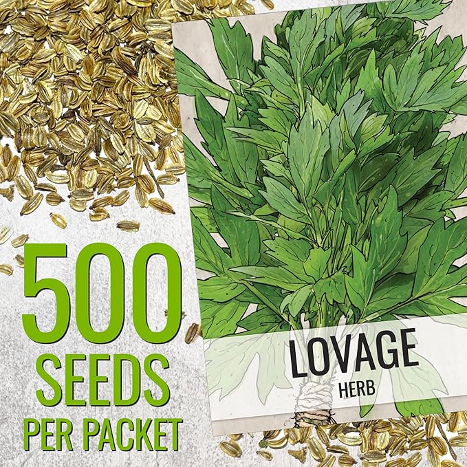 Seed Needs Lovage Seeds for Planting - Non-GMO Heirloom & Untreated Herbs to Plant a Medicinal/Culinary Home Grown Herb Garden Indoors or Outdoors (1 Pack)
