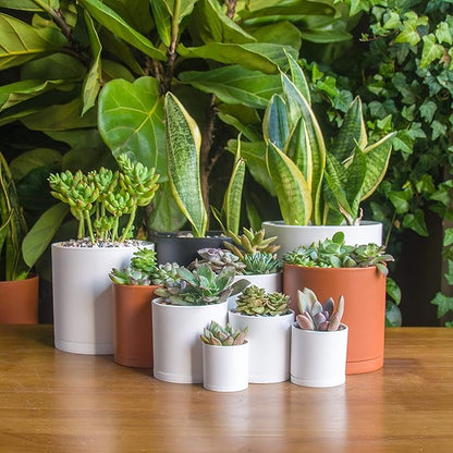 D'vine Dev 10 Pack Plastic Plant Pots for Plants, 6.5/6/5.5/5/4.5/4/3.5/3/2.5/2 Inch Indoor Planters Cylindrical Succulent Pot with Drainage Hole and Saucer, White, 74-S-A