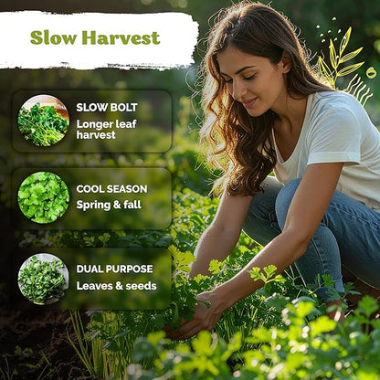 KVITER 1000 Slow Bolt Cilantro Seeds (Coriandrum sativum) - Cilantro Organic Seed, Slow to Bolt Coriander Seed, Aromatic Leaves - Herb Seeds for Planting in Outdoor & Indoor Garden