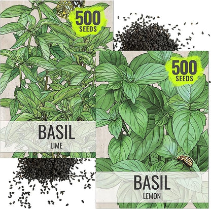Seed Needs Lemon Basil/Lime Basil Seeds for Planting Fresh Kitchen Herbs - Non-GMO Heirloom & Untreated Annual Herb Seed to Plant a Culinary Garden Indoors or Outdoors