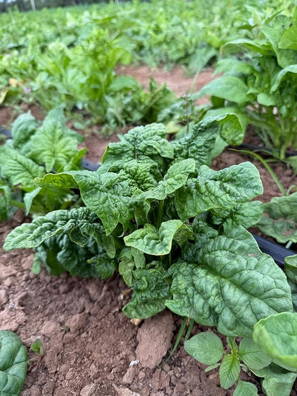 Plant Good Seed Organic Bloomsdale Longstanding Spinach Seeds - Pack of 300, Heirloom Seeds for Planting Vegetables - Gardening Supplies, Vegetable Garden - Non-GMO, Open Pollinated, from USA