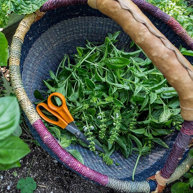 Plant Good Seed Organic Genovese Basil Seeds for Planting: Perennial Herb, Green Leaves - 200 Seed Packet