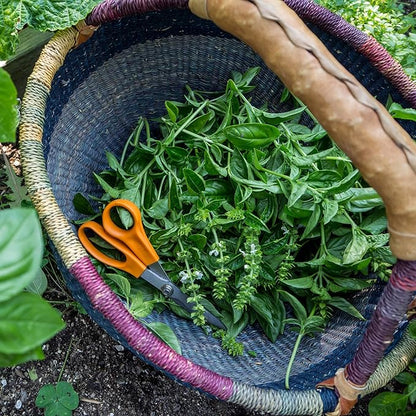 Plant Good Seed Organic Genovese Basil Seeds for Planting: Perennial Herb, Green Leaves - 200 Seed Packet