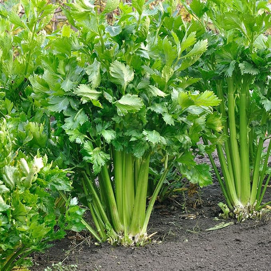 Organic Utah Tall Celery Seeds - USDA Organic, Non-GMO, Open Pollinated, Heirloom, USA Origin (5 Packets - 1.25 Grams - Approx 2500 Seeds)