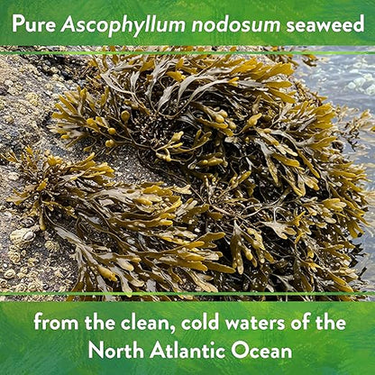 Down To Earth All Natural Fertilizers Organic Kelp Meal - Plant Food with Seaweed (Ascophyllum nodosum), Potassium and Trace Minerals 1-0.1-2, 4 lb