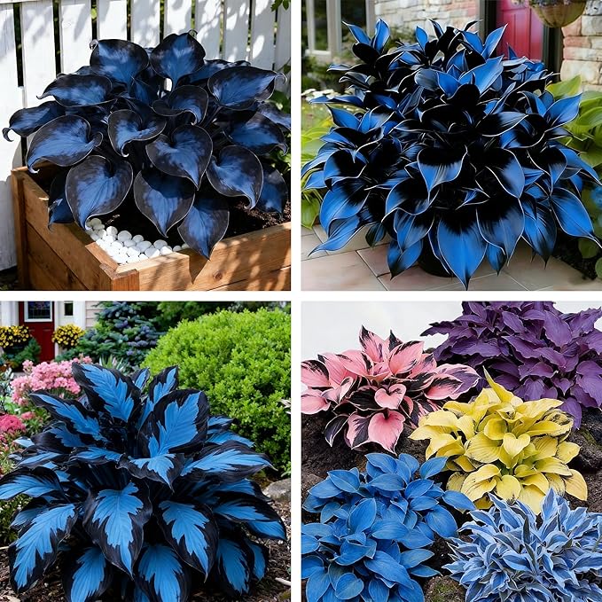 Hosta Seeds for Planting, 110+ Mixed Color Perennial Hosta Seed, Heirloom Non-GMO Hosta Seeds for Bonsai Decoration, Home Garden