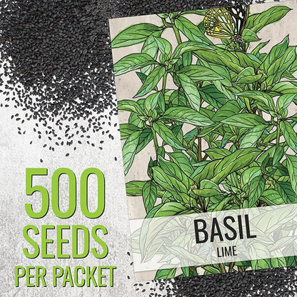 Seed Needs Lemon Basil/Lime Basil Seeds for Planting Fresh Kitchen Herbs - Non-GMO Heirloom & Untreated Annual Herb Seed to Plant a Culinary Garden Indoors or Outdoors