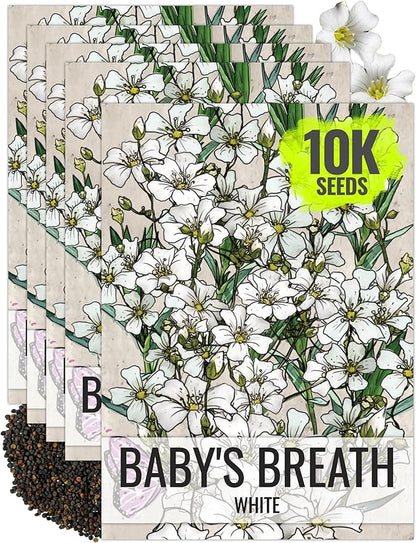 Seed Needs White Baby's Breath Seeds for Planting - Heirloom & Open Pollinated Annual Flowers - Perfect for a Butterfly Garden, Bouquets & Floral Arrangements (5 Packs)