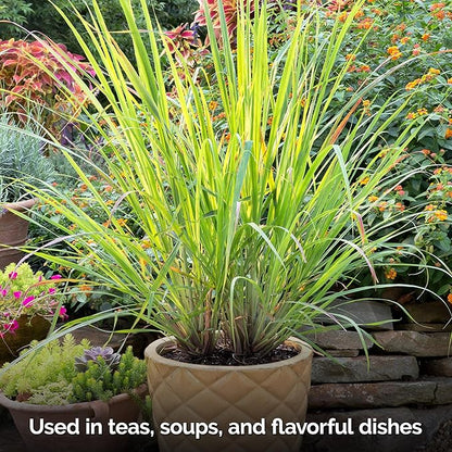 KVITER 800 Lemongrass Seeds (Cymbopogon citratus) - Lemon Grass Seed, Aromatic Culinary Herbs, Organic & Non GMO - Heirloom Herb Seeds for Outdoor, Indoor Garden & Containers