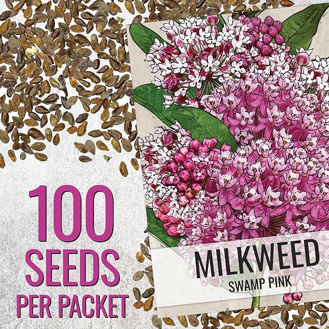Seed Needs Milkweed Seeds for Planting Pink Swamp Asclepias incarnata - Heirloom & Untreated Perennial Flower Seed to Plant a Monarch Butterfly Garden (10 Packs)