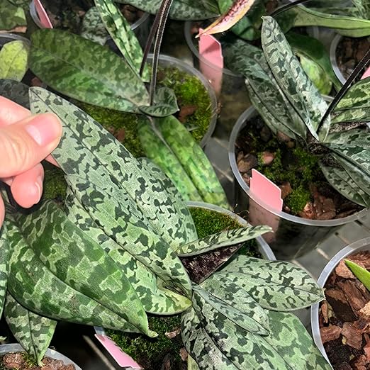 Jaggar Cross Exotics Best Orchid Fuel! Better Than MSU Fertilizer - RO/Rain/Tap Water (Half Pint - 8 oz)