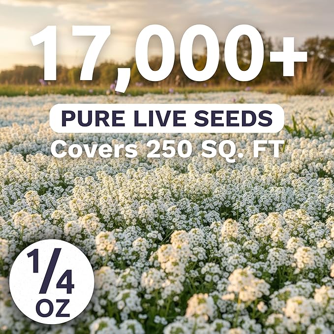 Alyssum Dwarf White – Carpet of Snow – Large 1/4 Ounce Seed Packet – 17,000 Flower Seeds for Planting – Lobularia maritima