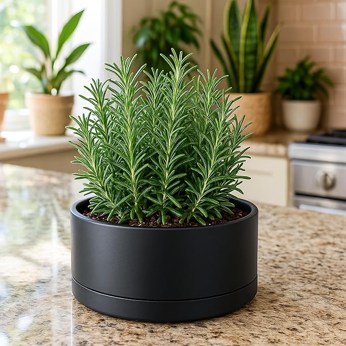 D'vine Dev 8 Inch Plastic Shallow Planter, Large Round Succulent Plant Pot with Drainage Hole and Sauce, Decorative Bonsai Pot for Indoor Plants, Black, 76-Z-B-1