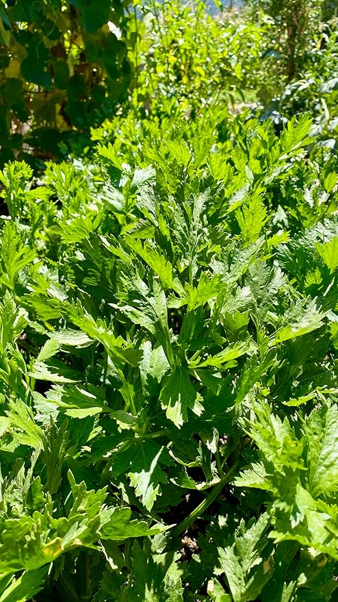 Plant Good Seed Tango Celery Seeds for Planting: Heirloom Vegetable, Tender Green Stalks - 250 Seed Packet