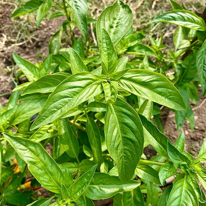 Plant Good Seed Organic Culinary Basil Seeds for Planting: Heirloom Variety Pack, Amethyst, Genovese, Italian Large Leaf, Mrihani, Prospera F1, Thai - 6 Packet Collection