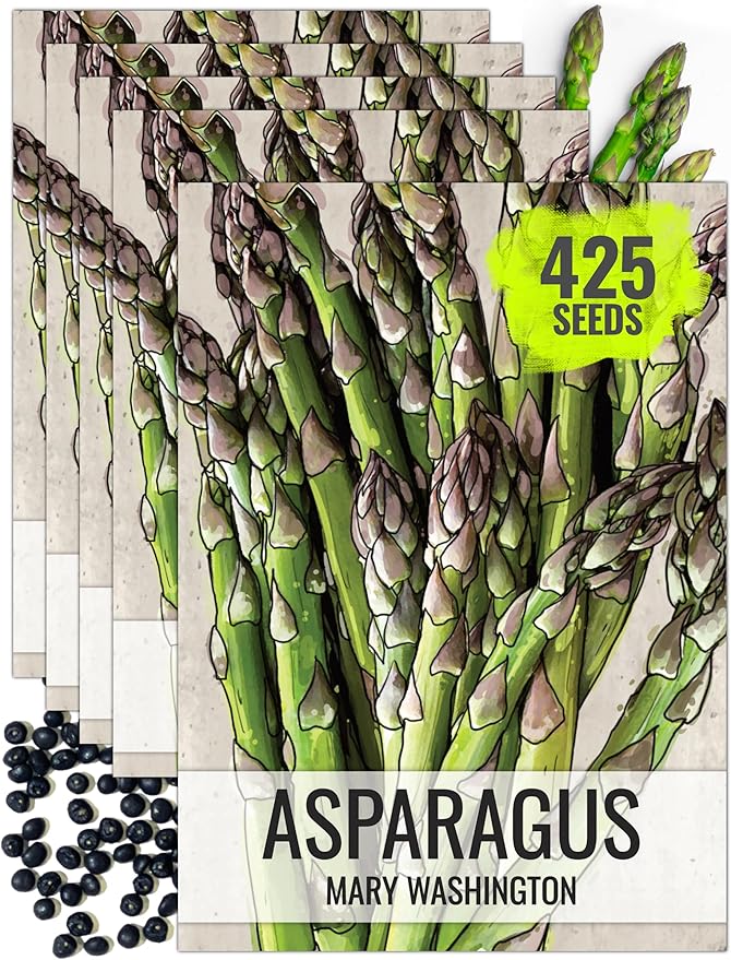 Seed Needs Asparagus Seeds for Planting Mary Washington Asparagus - Non-GMO Heirloom & Untreated Perennial Vegetable Seed to Plant an Outdoor Home Grown Garden (5 Packs)