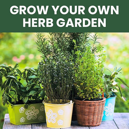 Herb Seeds | 5 Invidiual Packs | 2026 Season | Non-GMO | Basil, Dill, Spearmint, Parsley & Thyme! | for Planting Indoor & Outdoor | by Family Sown