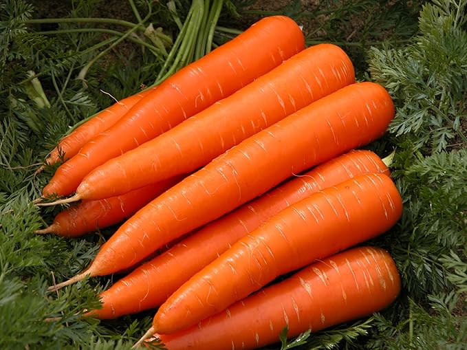 Seeds Vegetable Carrot Red Giant - 1000 Seeds