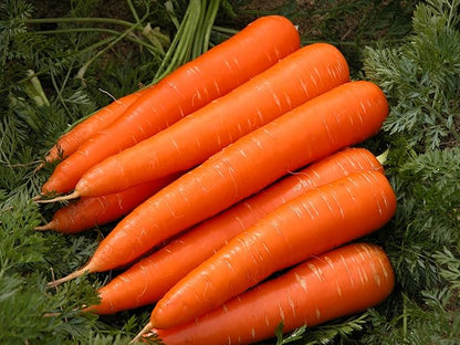 Seeds Vegetable Carrot Red Giant - 1000 Seeds