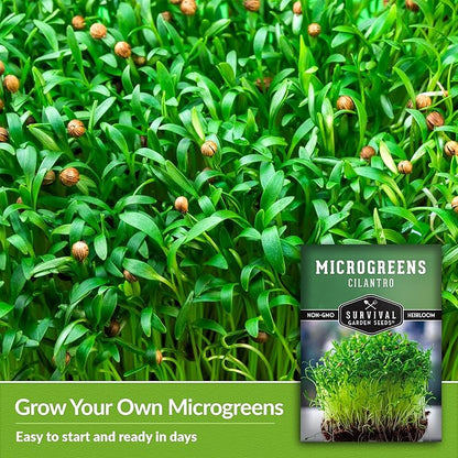 Cilantro Microgreen Seeds for Planting – Non-GMO Heirloom Cilantro Seeds to Grow Fresh, Flavorful Microgreens – Indoors or Hydroponic – Fast Germination – Survival Garden Seeds (1 Pack)